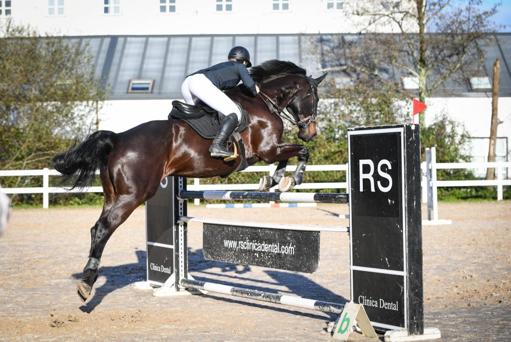 A young 5 year old showjumper being assessed for sale at a European stable