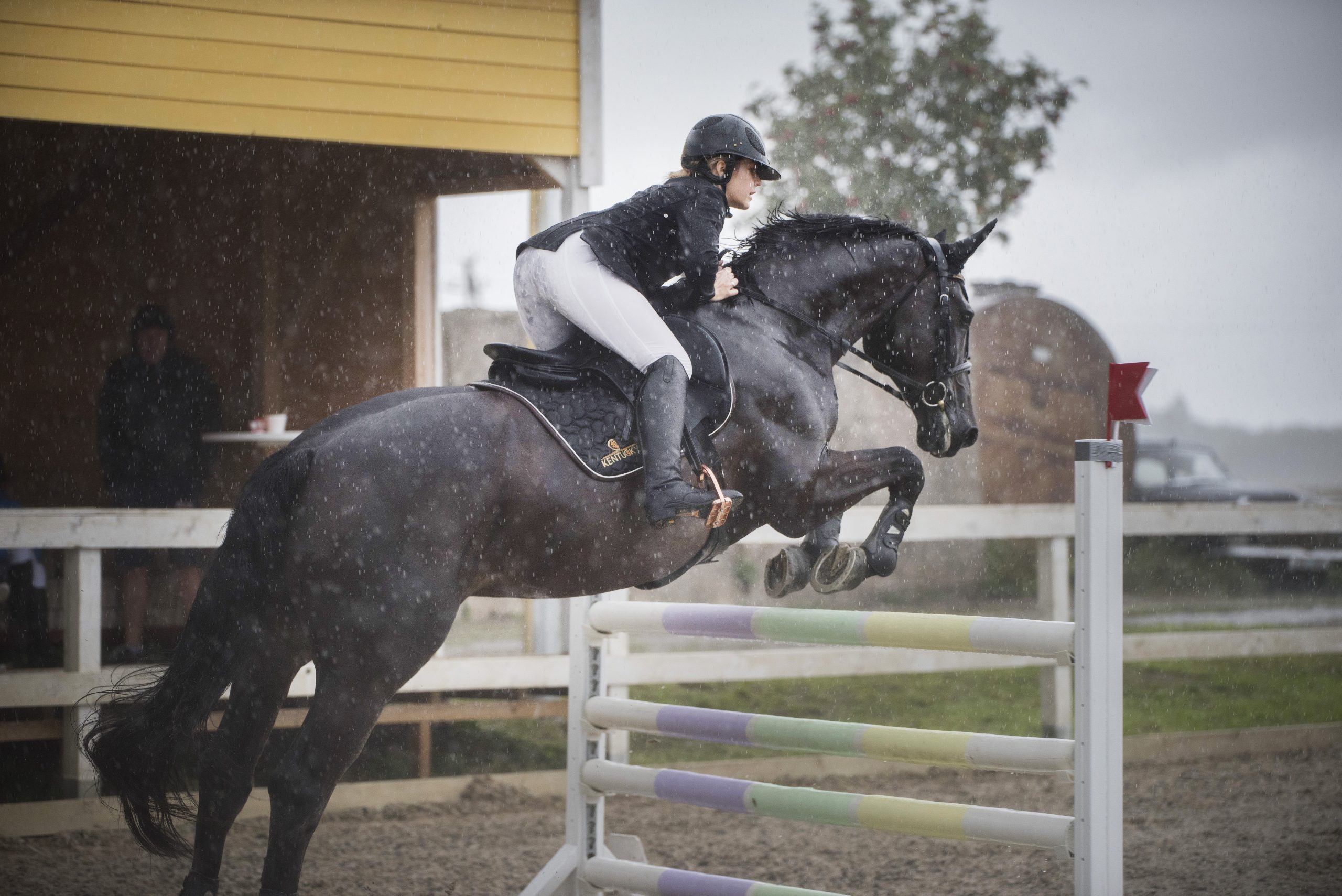 Buying a 5-Year-Old Showjumper: What to Look For (and Avoid)