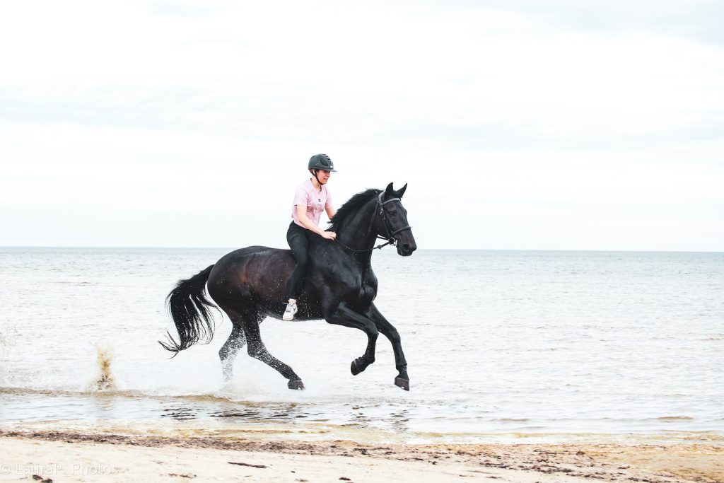 A competition showjumper of the kind buyers price when asking what does a showjumper cost