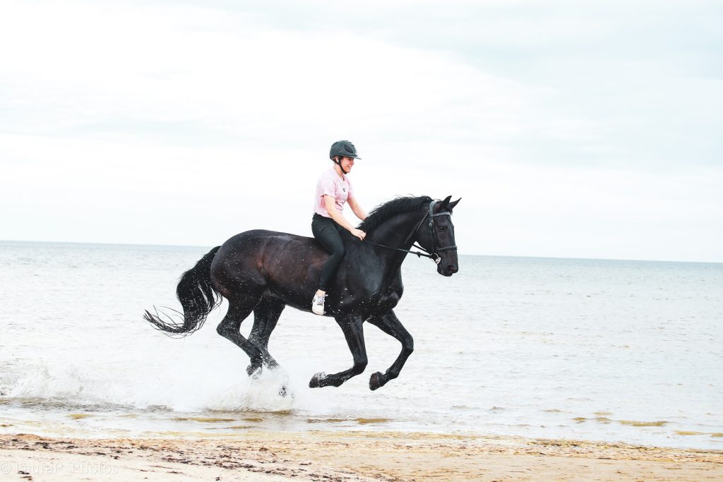 What Does a Showjumper Cost? A 2026 Price Guide by Level
