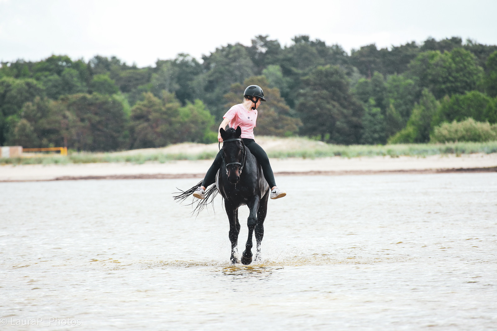 A dark sport horse worked at the water at sunset, illustrating a buyer evaluating a showjumper in Europe