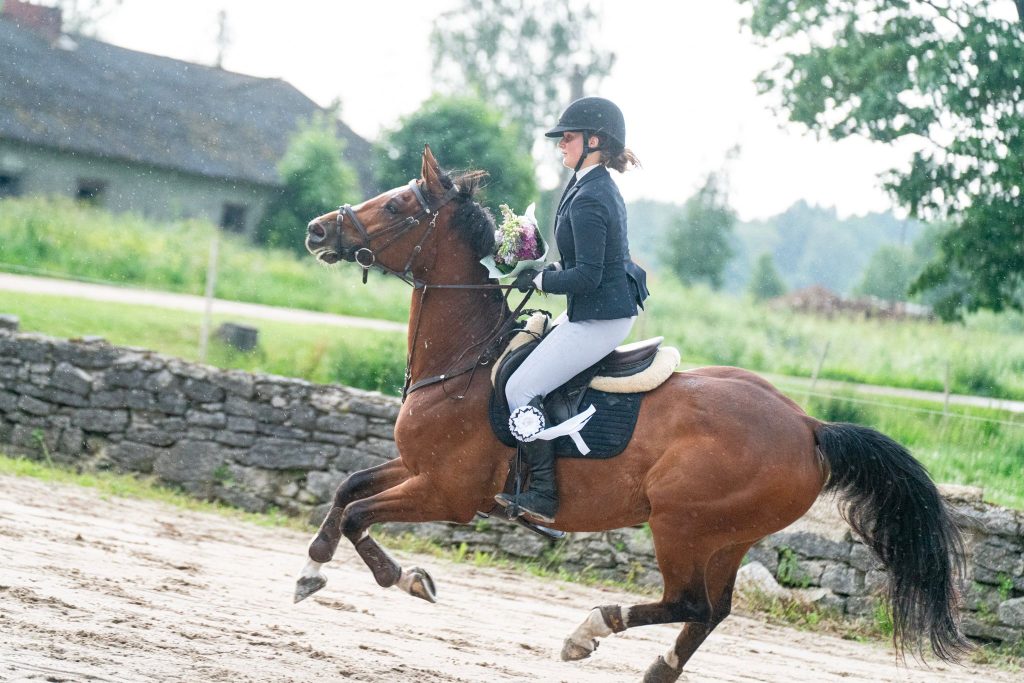 How to Choose a Showjumper for Your Level