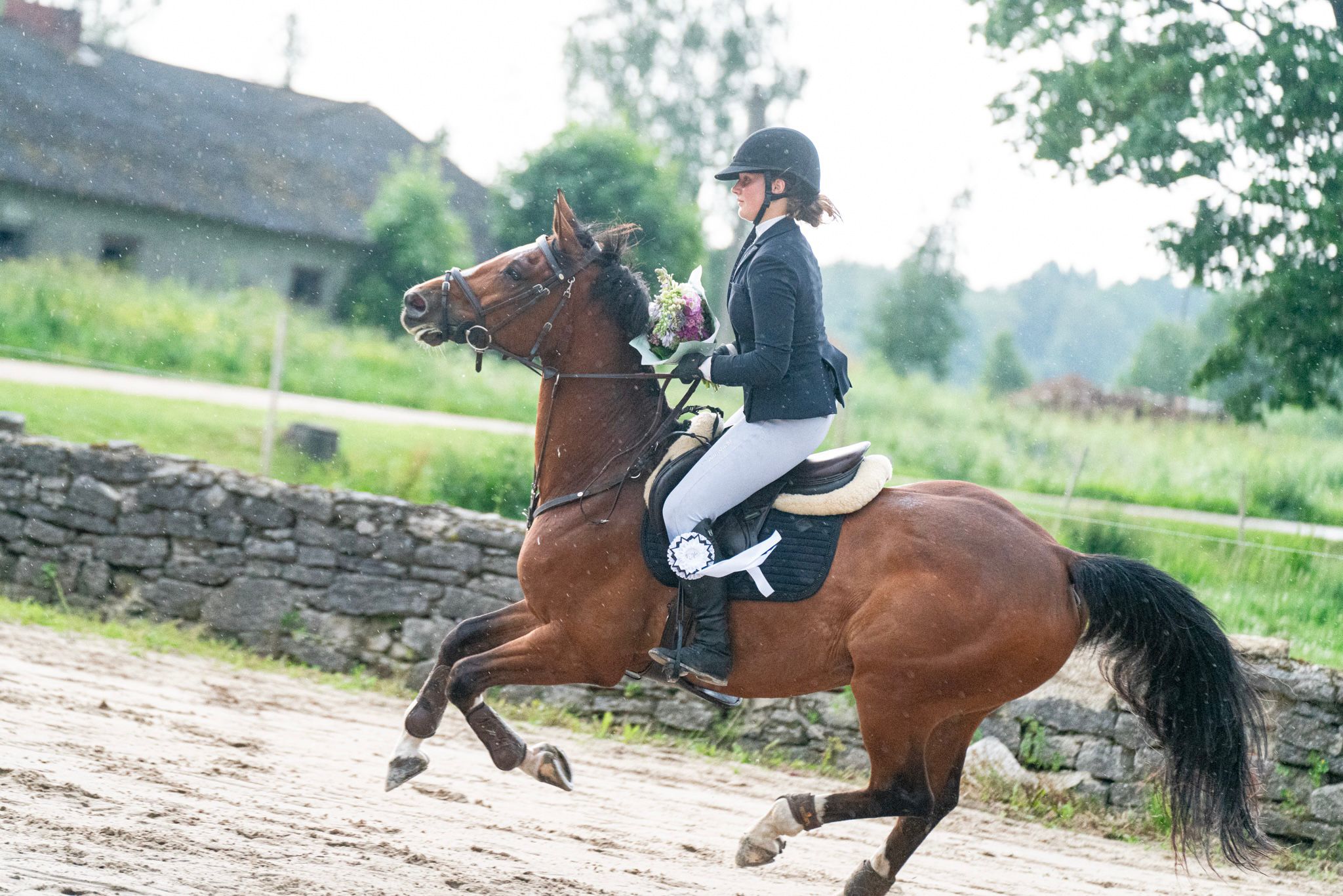 How to Choose a Showjumper for Your Level