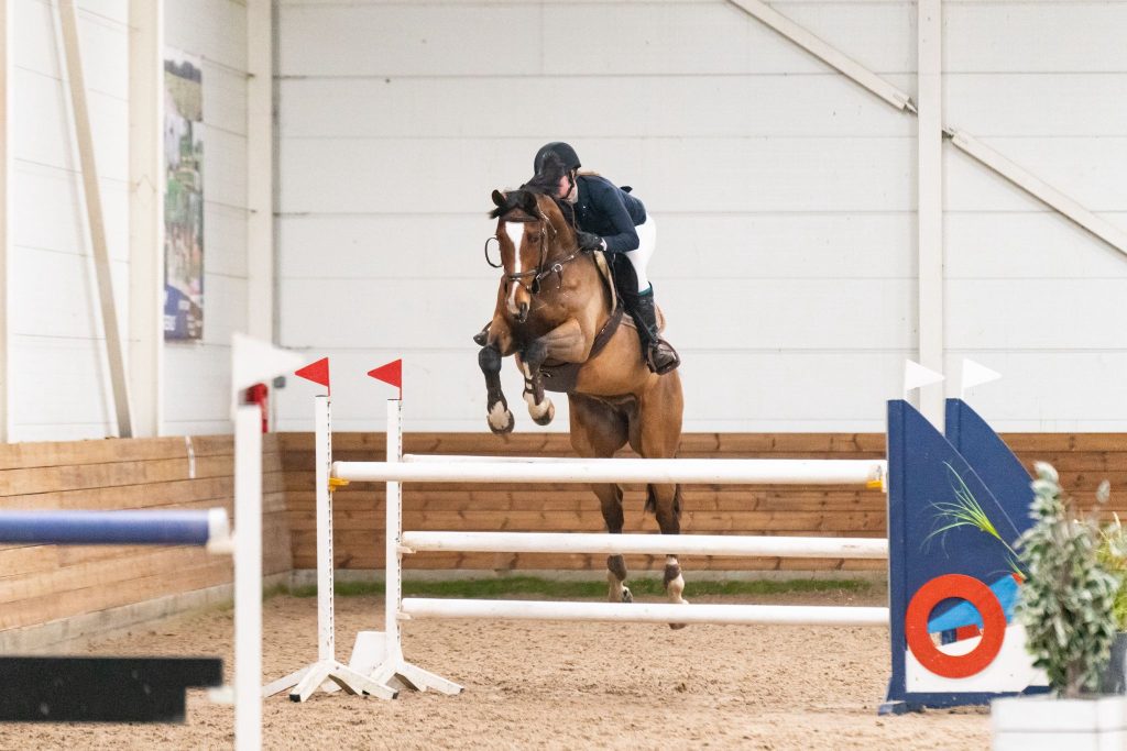 How to import a horse from Europe to the USA, a showjumper prepared for export
