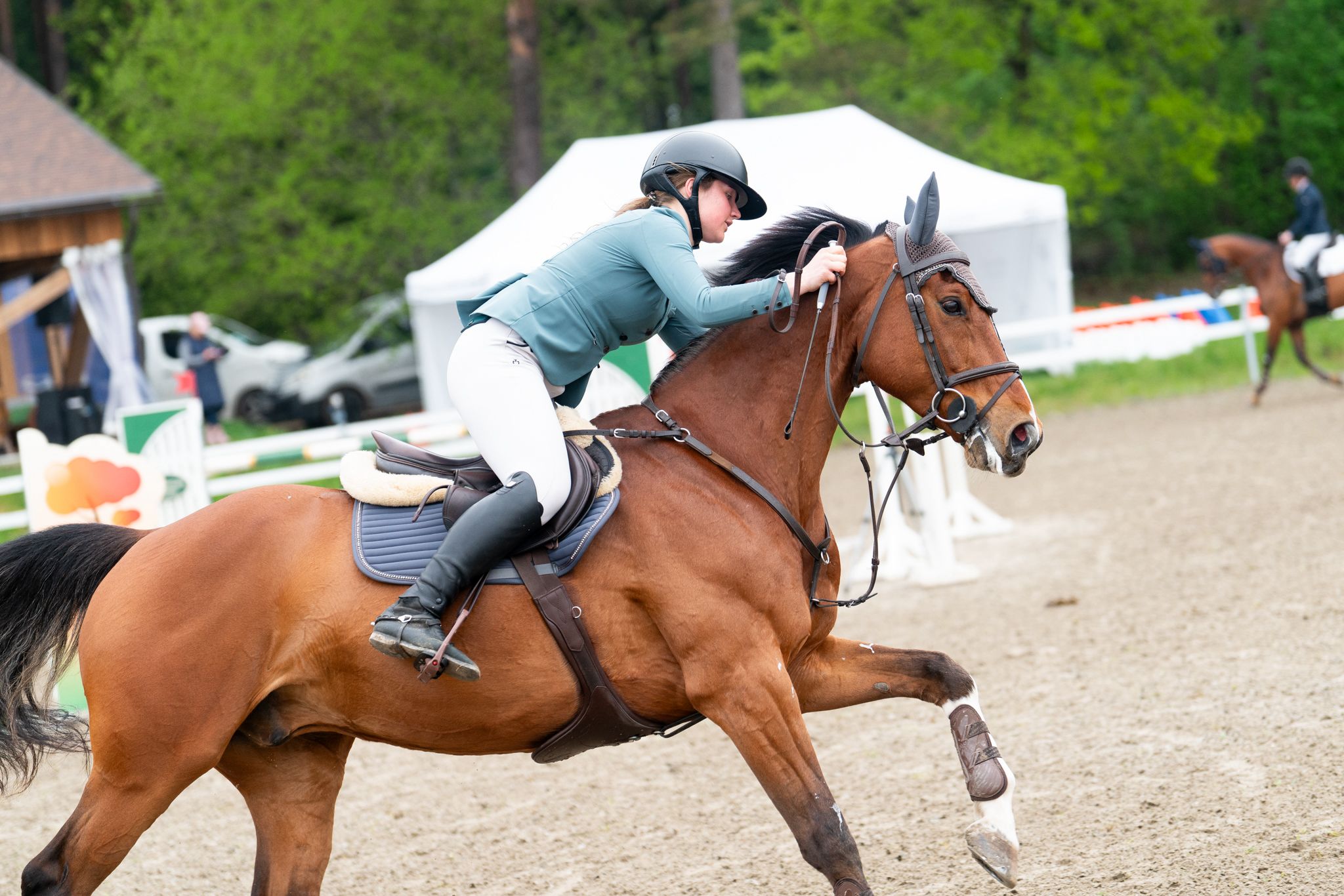 A sport horse prepared for export from Europe to the USA