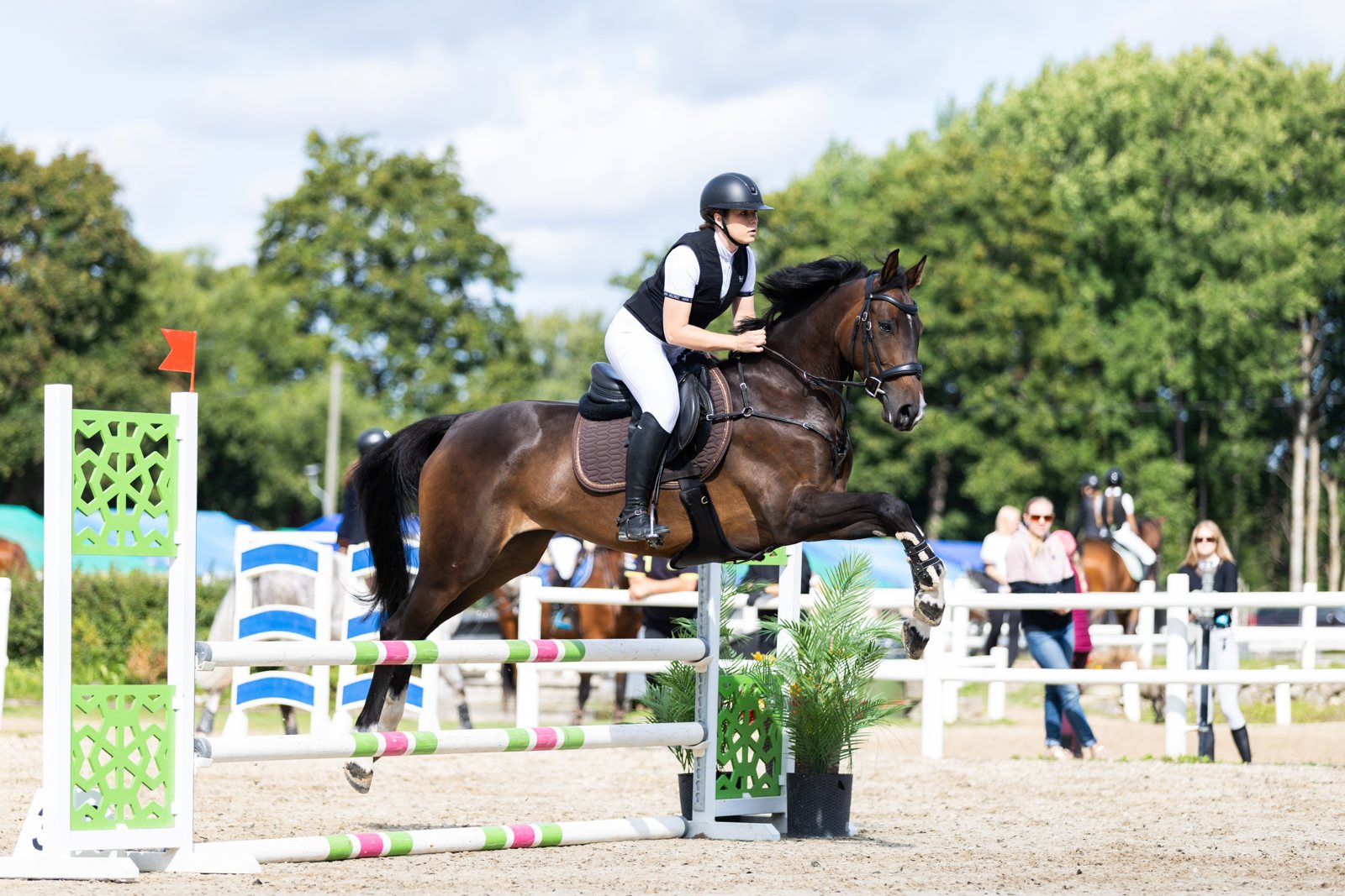 Amateur rider jumping a coloured oxer on a warmblood showjumper