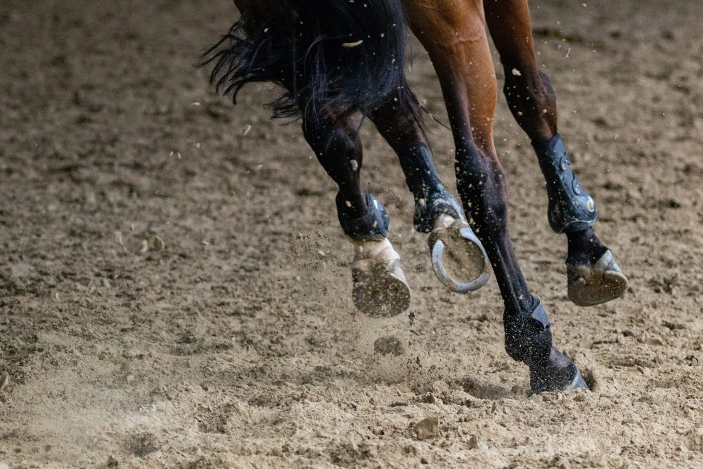 Showjumping Bloodlines Explained: The Sires Every Buyer Should Know