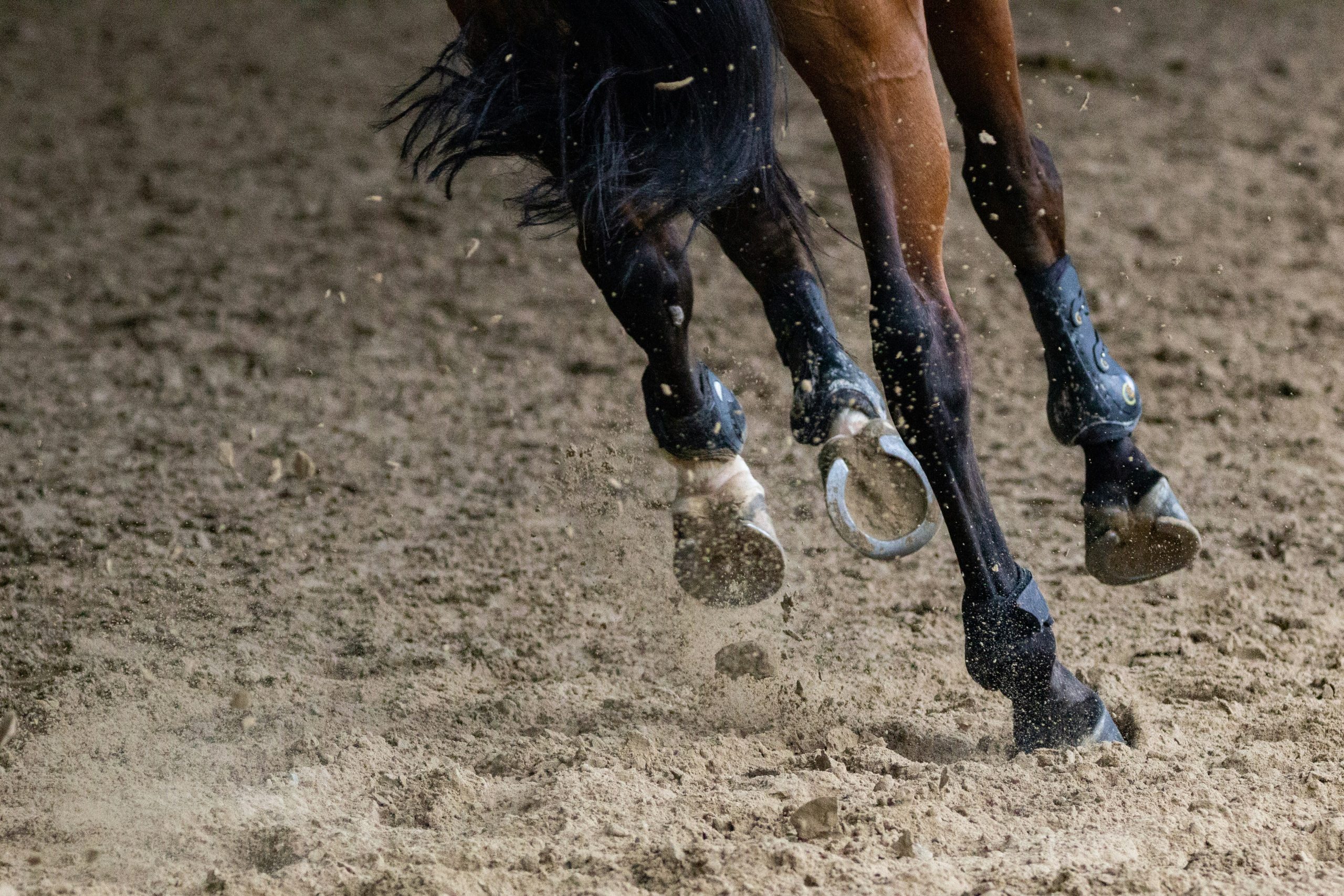 Showjumping Bloodlines Explained: The Sires Every Buyer Should Know