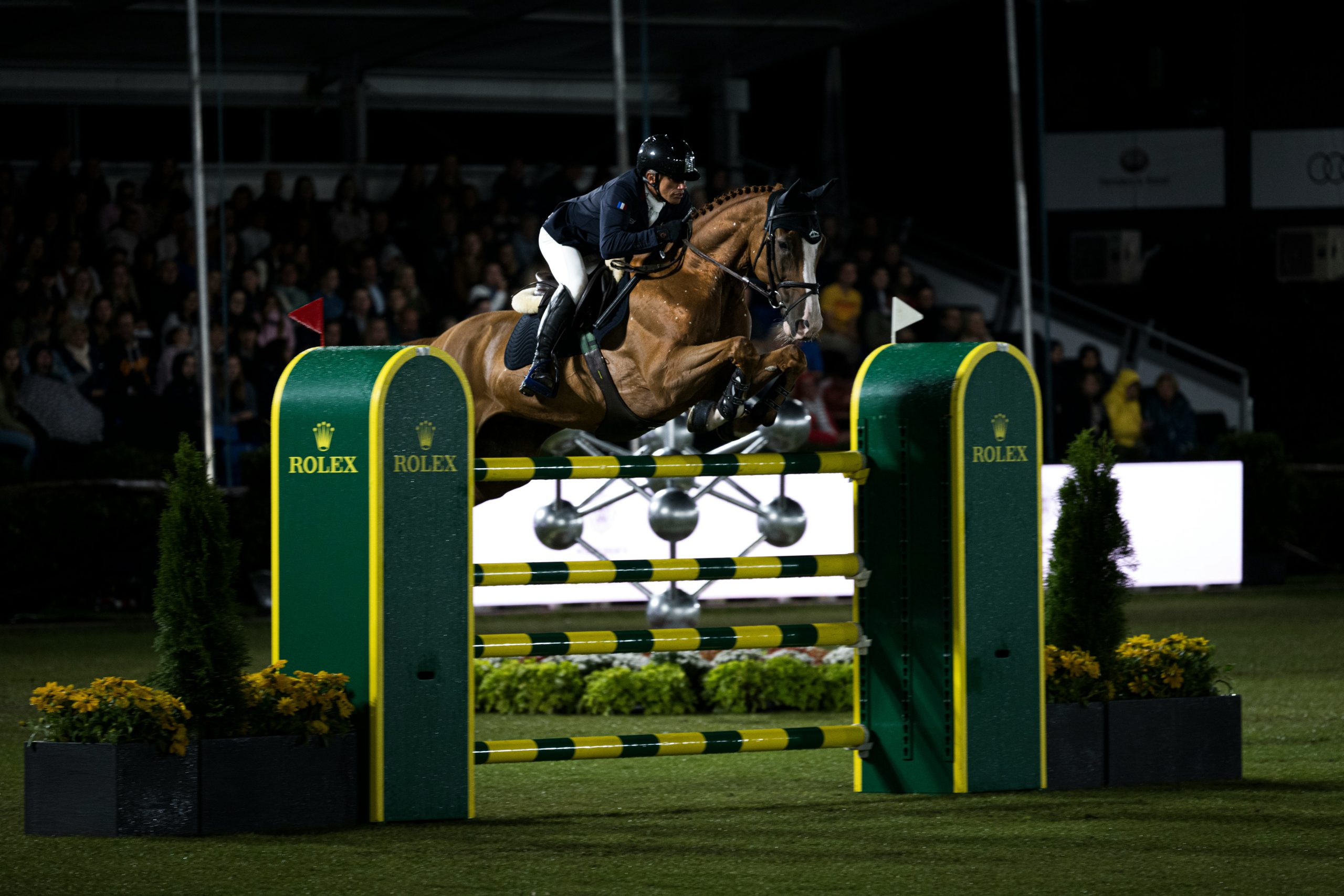 A warmblood showjumper, one of the European breeds compared in this guide