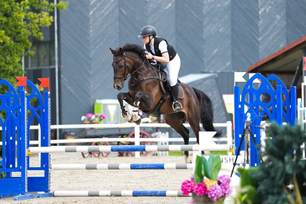 How Much Does a Showjumper Cost for a US Buyer? (2026, in USD)
