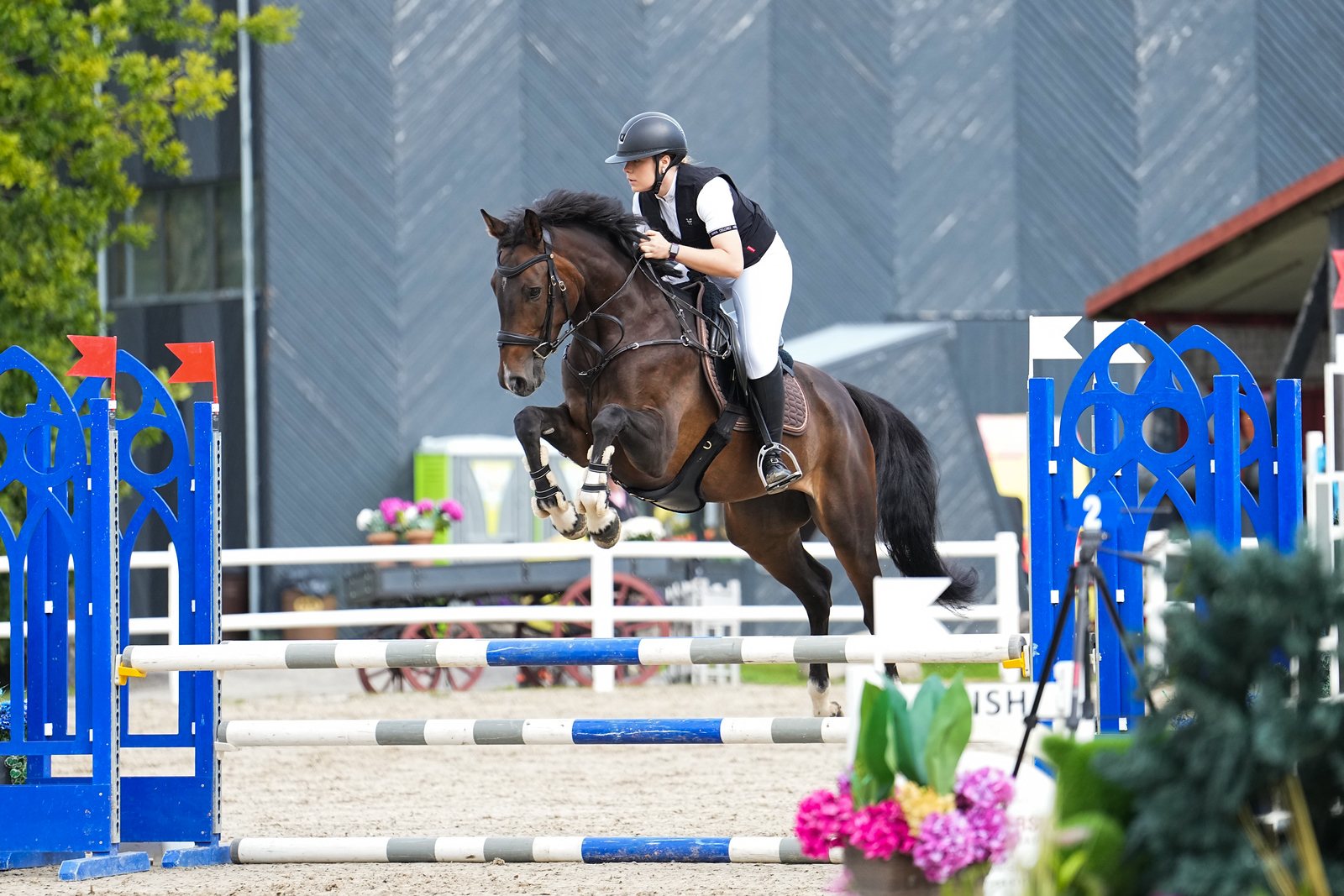 How Much Does a Showjumper Cost for a US Buyer? (2026, in USD)