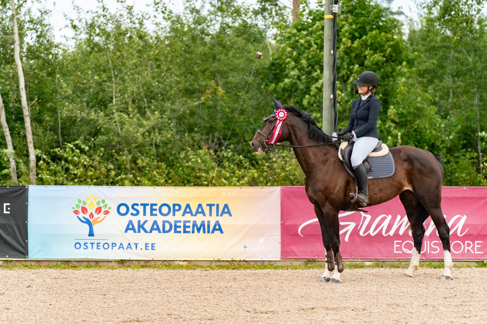 A bay sport horse mare with a competition rosette