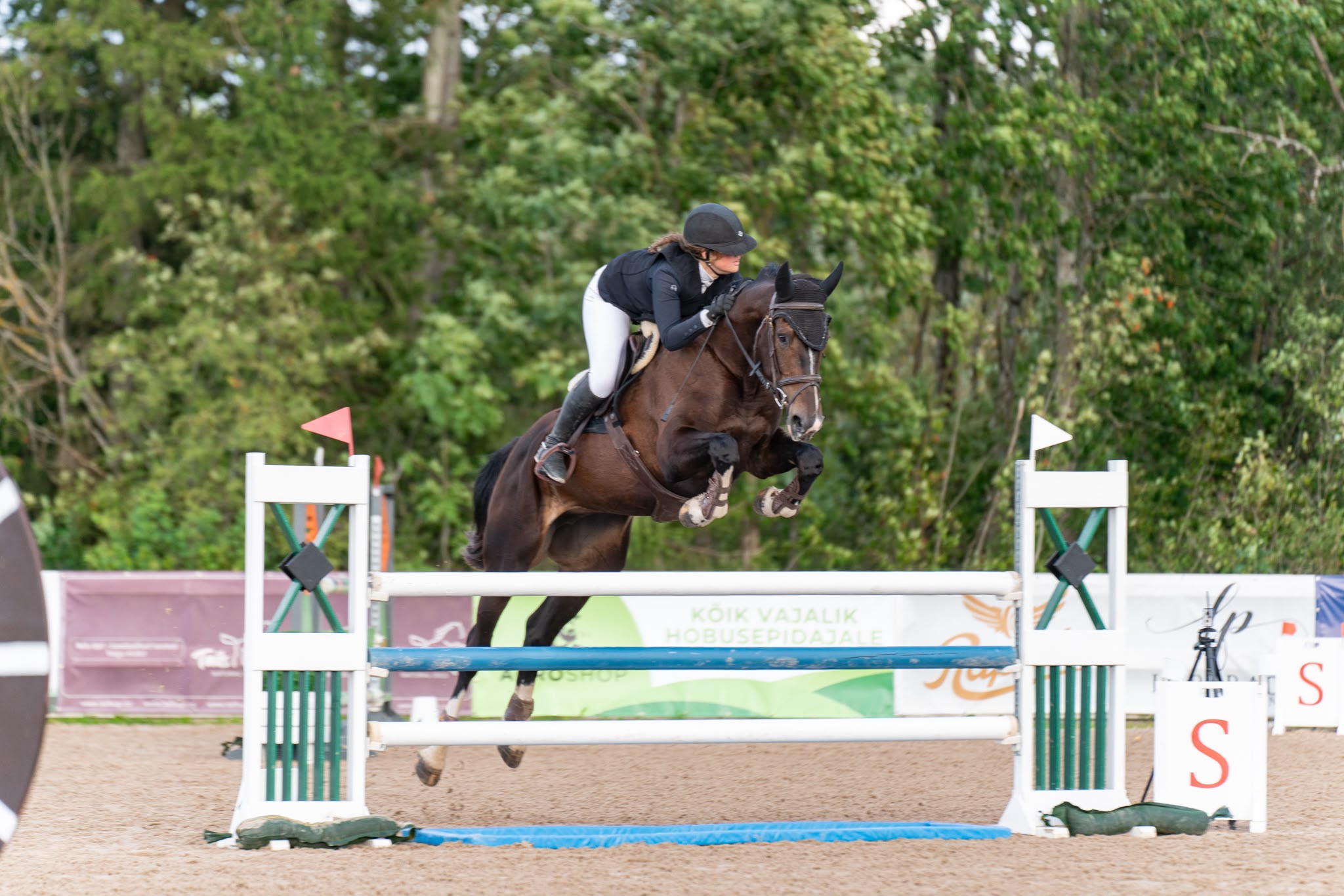 A bay showjumping mare clearing a jump at a competition
