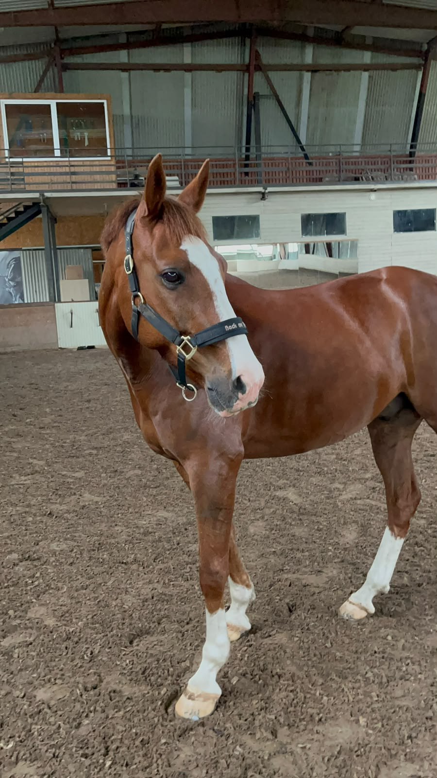 Chestnut gelding standing in the indoor arena, showing his conformation