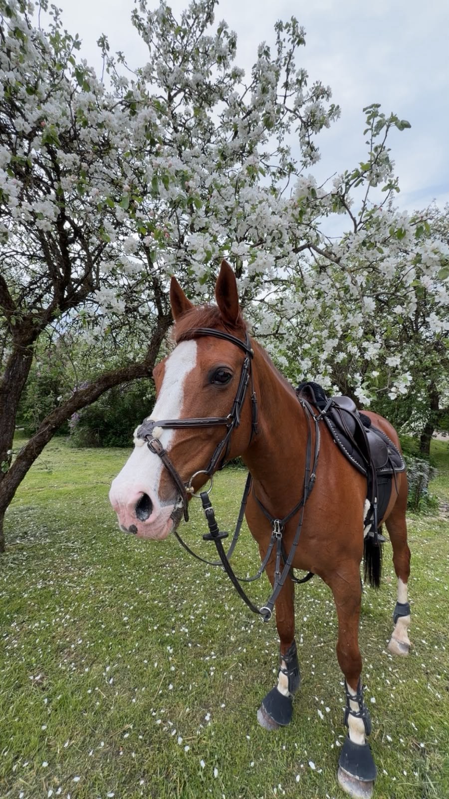 Head portrait of a chestnut gelding with a wide white blaze
