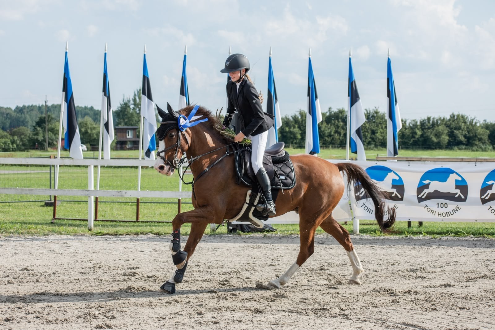Chestnut gelding at a prize giving with a blue rosette after a placing