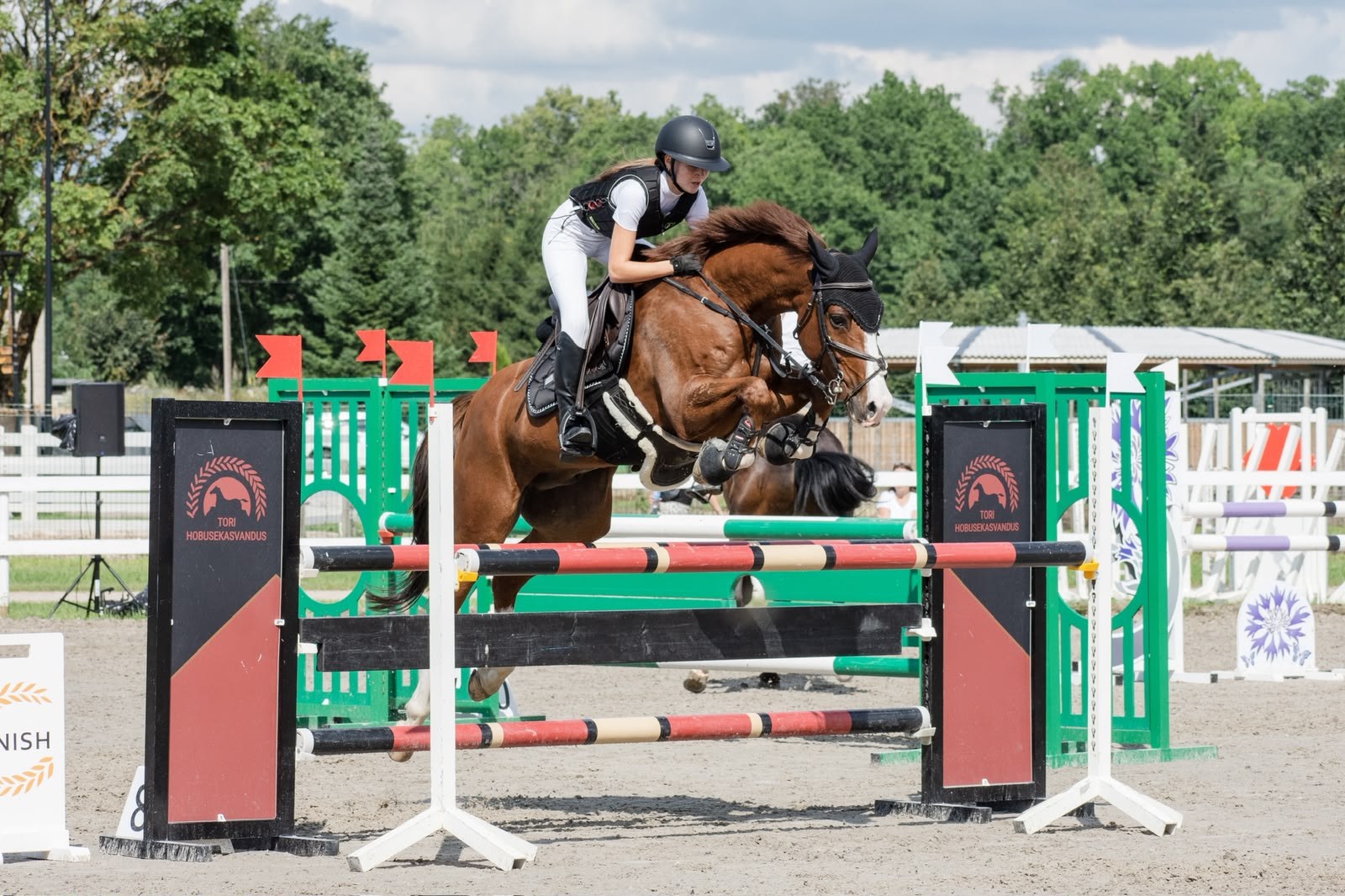 2016 Gelding, Careful — Winning to 105cm with Scope for Higher