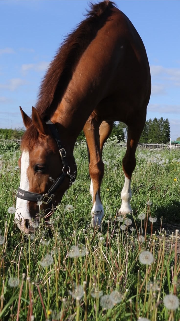 Chestnut gelding relaxed and grazing in the field during turnout