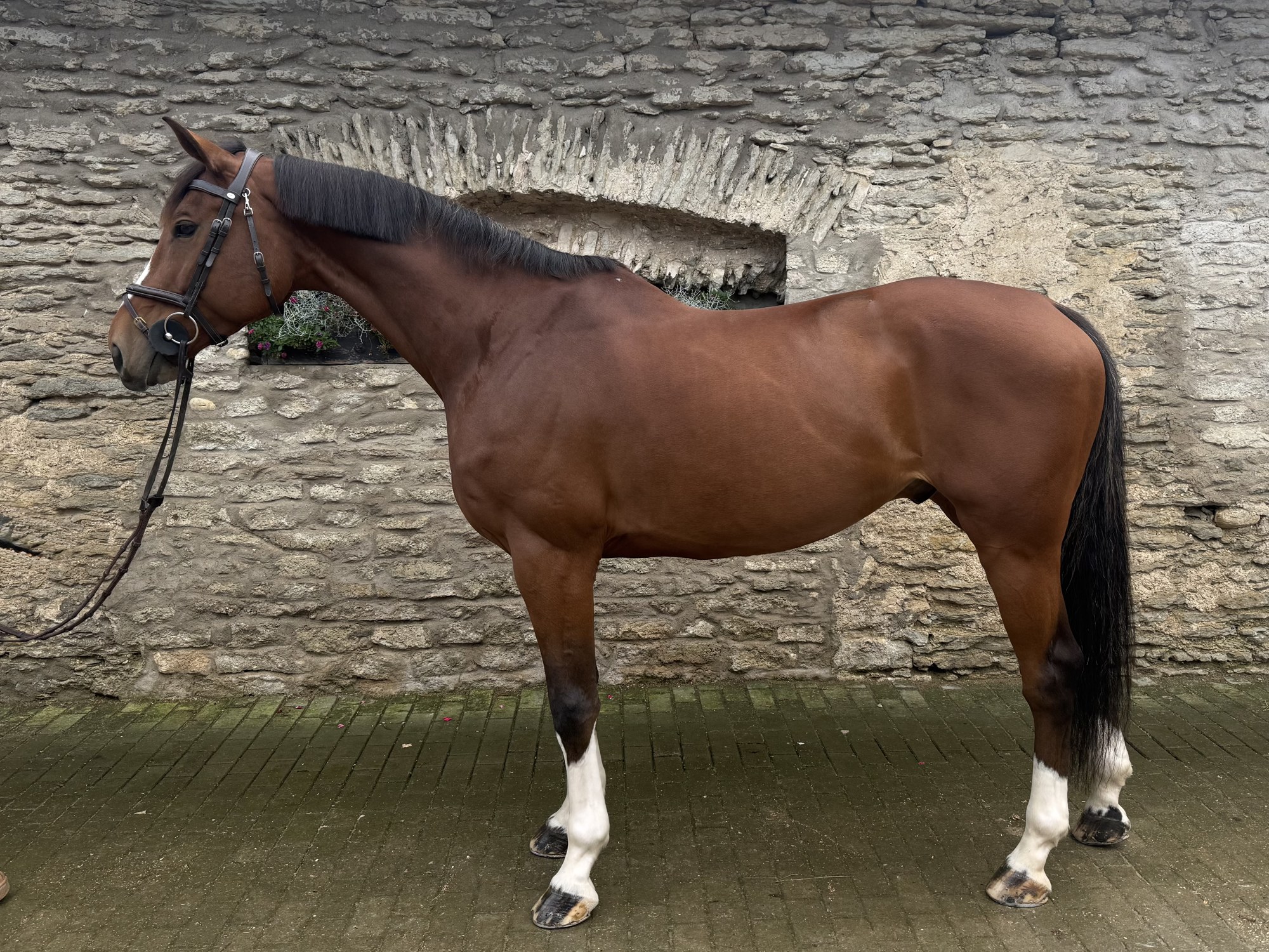 Bay showjumping gelding, 170 cm, standing in profile