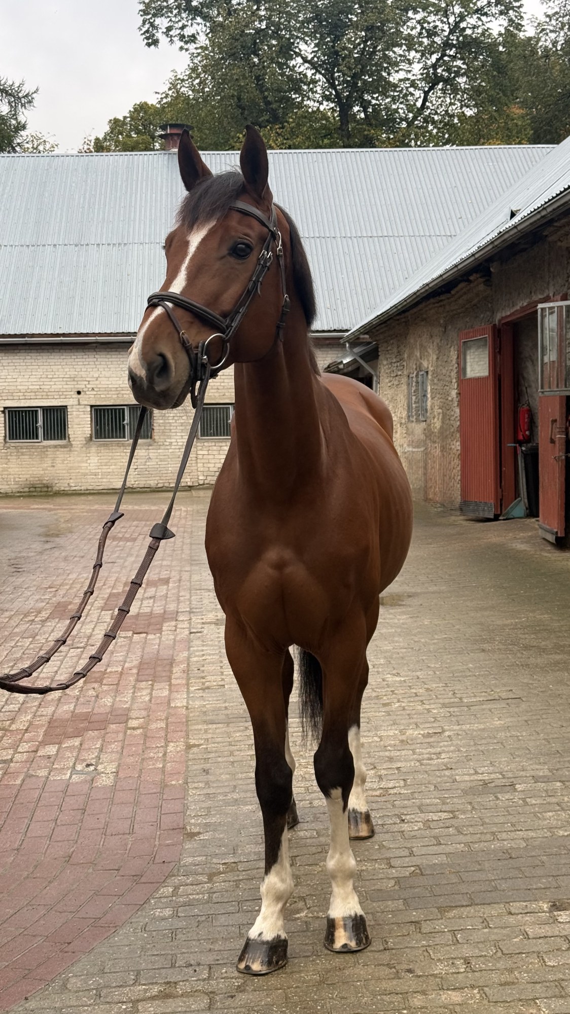 Bay gelding standing square, seen from the front
