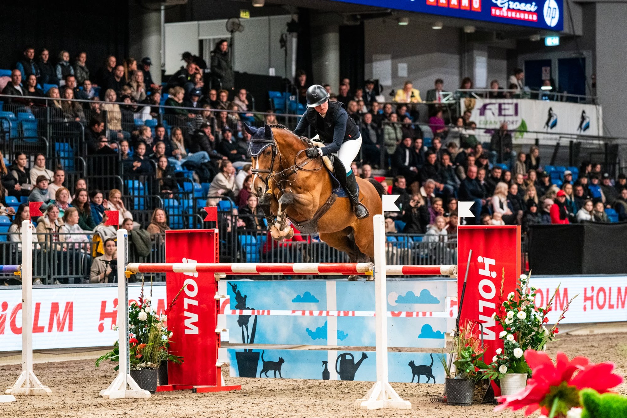 Bay showjumping gelding competing in front of a full crowd at an indoor international show