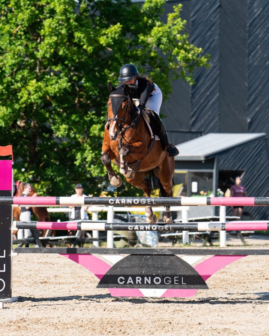2016 AES Gelding, Emerald Grandson Winning at 1.30m