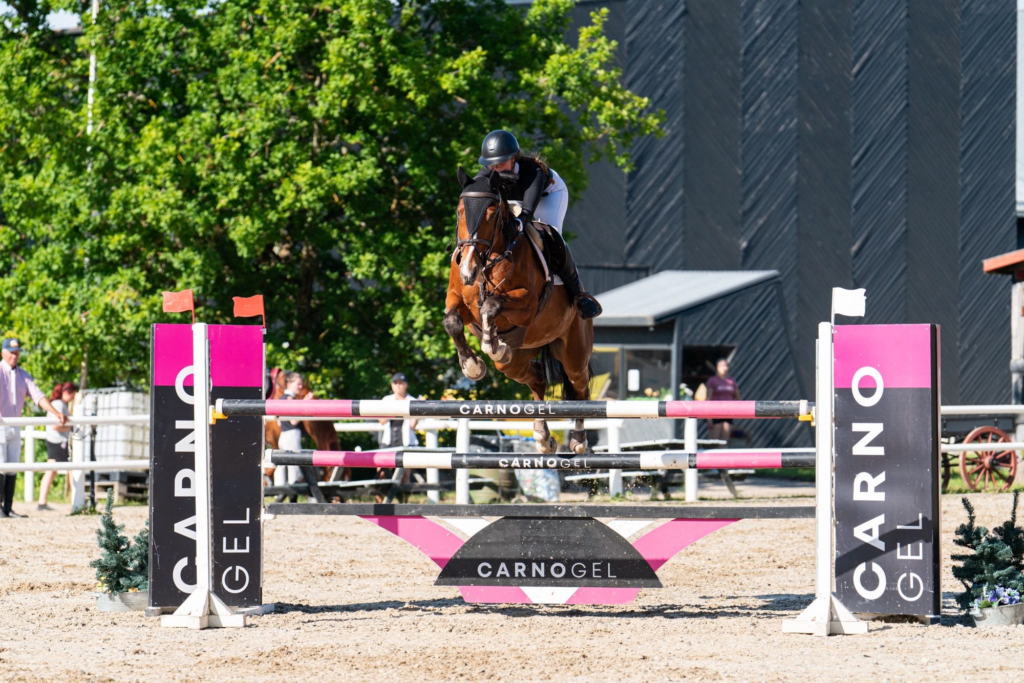 Bay 2016 gelding jumping an oxer at a showjumping competition in Estonia