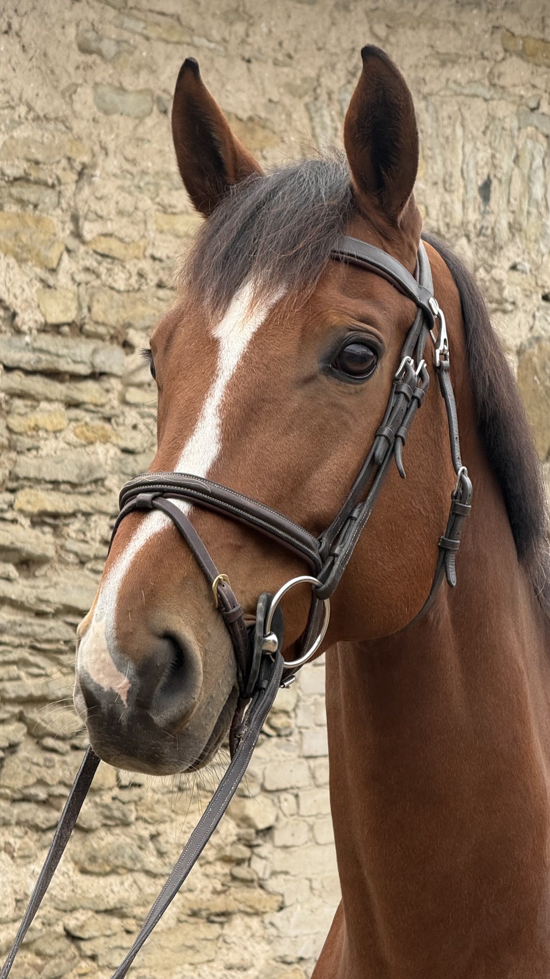 Head study of a bay gelding with a white blaze