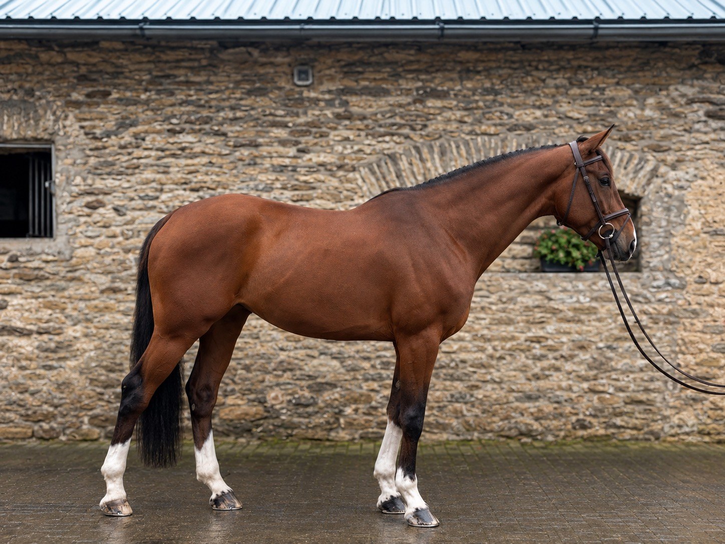 Bay 2016 gelding standing for a conformation photograph
