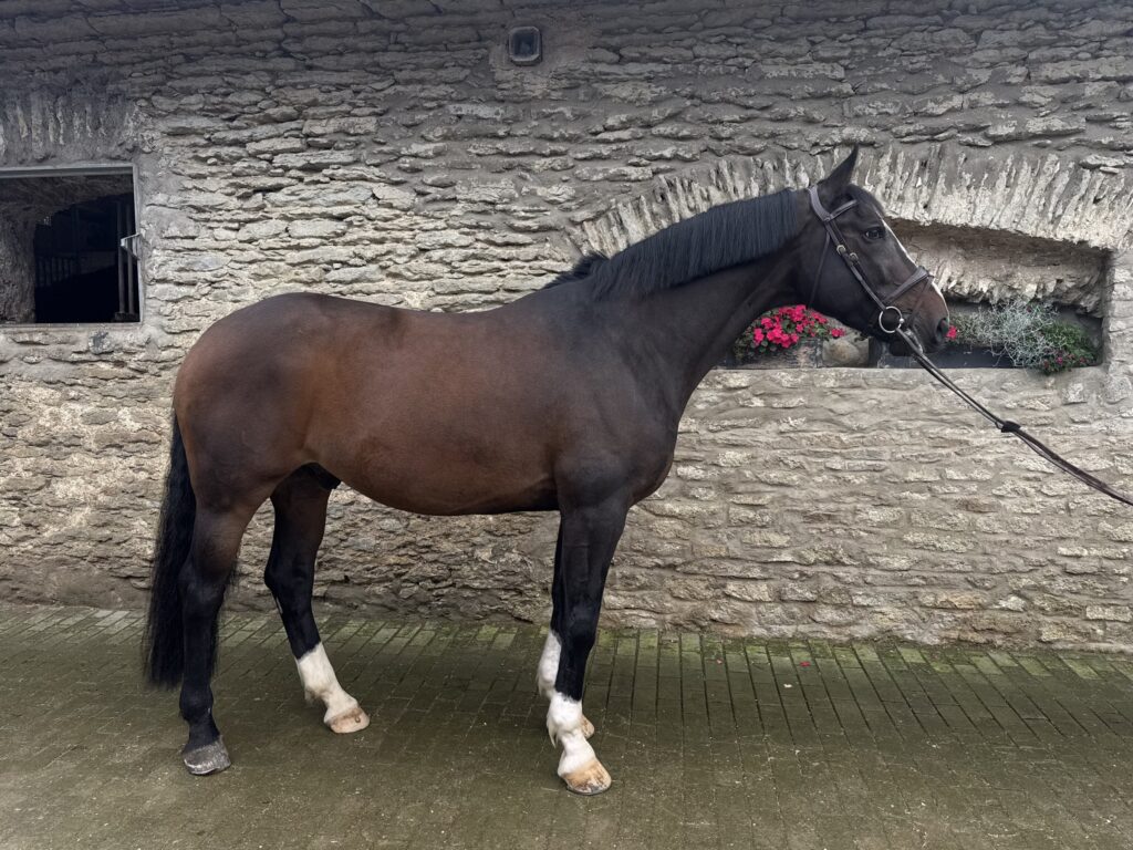 Dark bay Latvian Warmblood gelding, 170 cm, standing in profile