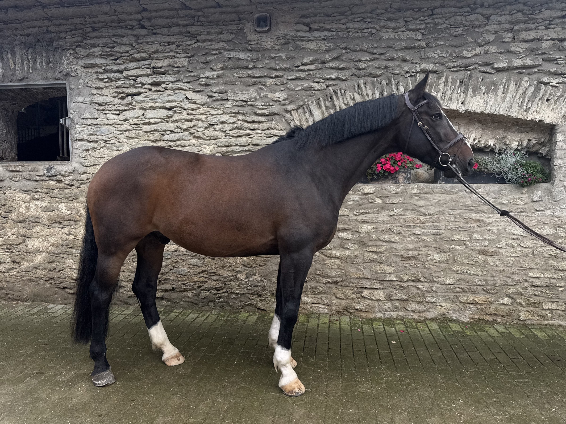 Dark bay Latvian Warmblood gelding, 170 cm, standing in profile