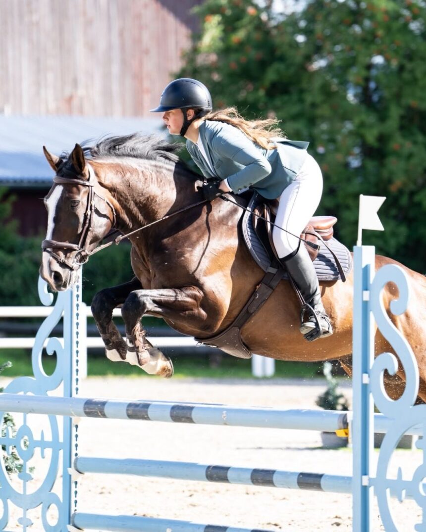 2017 Gelding, Hunter Prospect Jumped to 1.25m