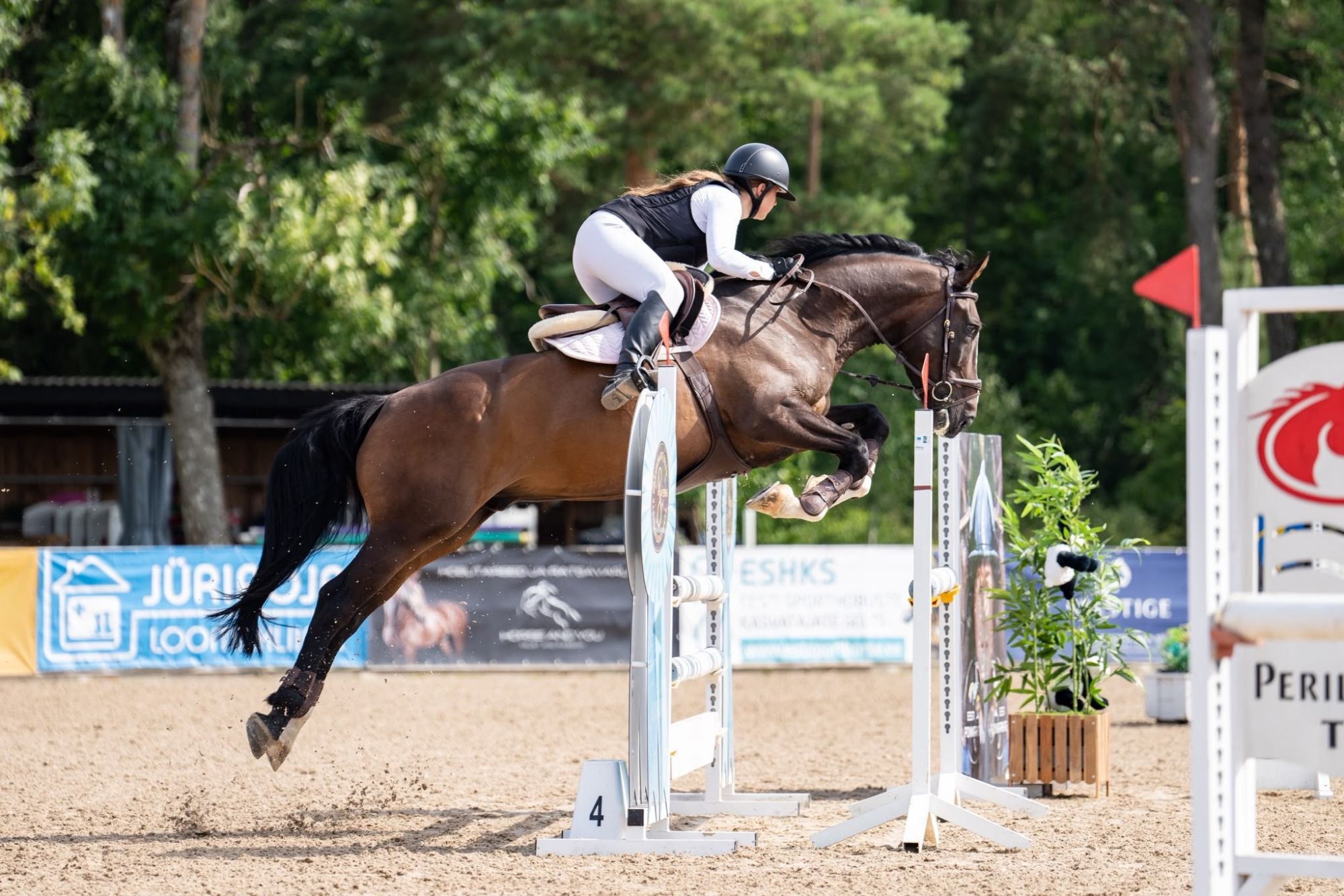 Bay gelding jumping at a national show, seen from the side
