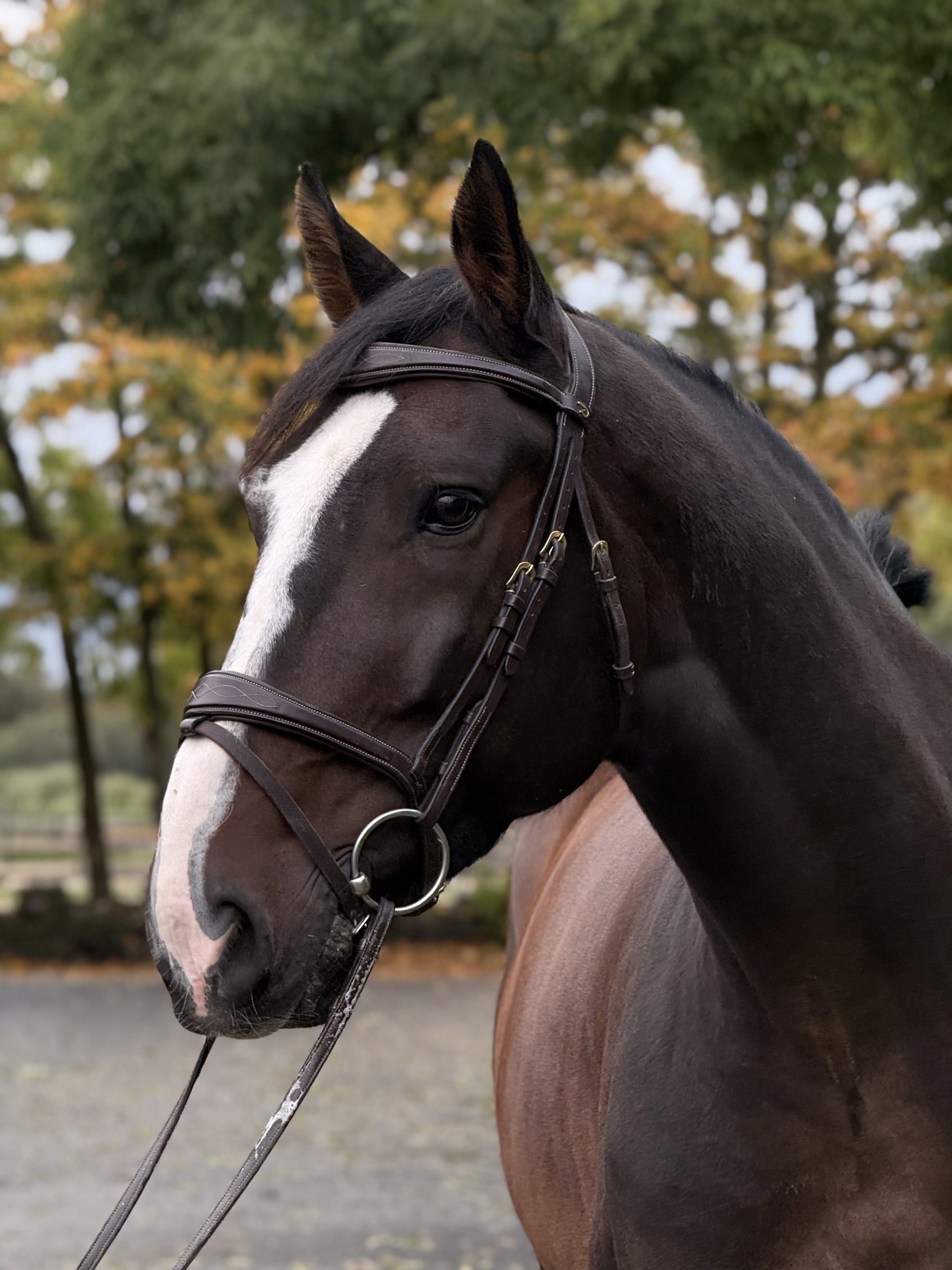 Head and neck study of a dark bay gelding with a white blaze