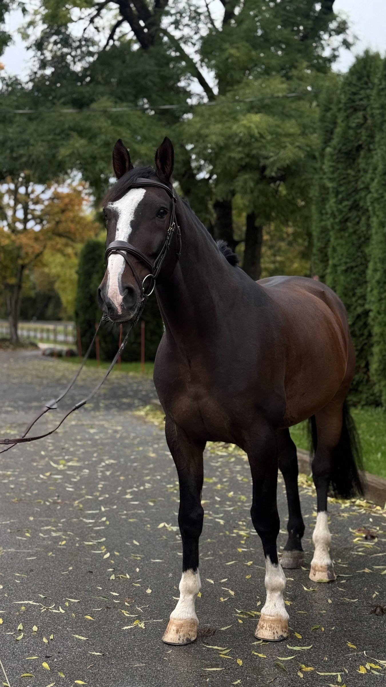 Dark bay 2017 gelding standing on a tree-lined drive