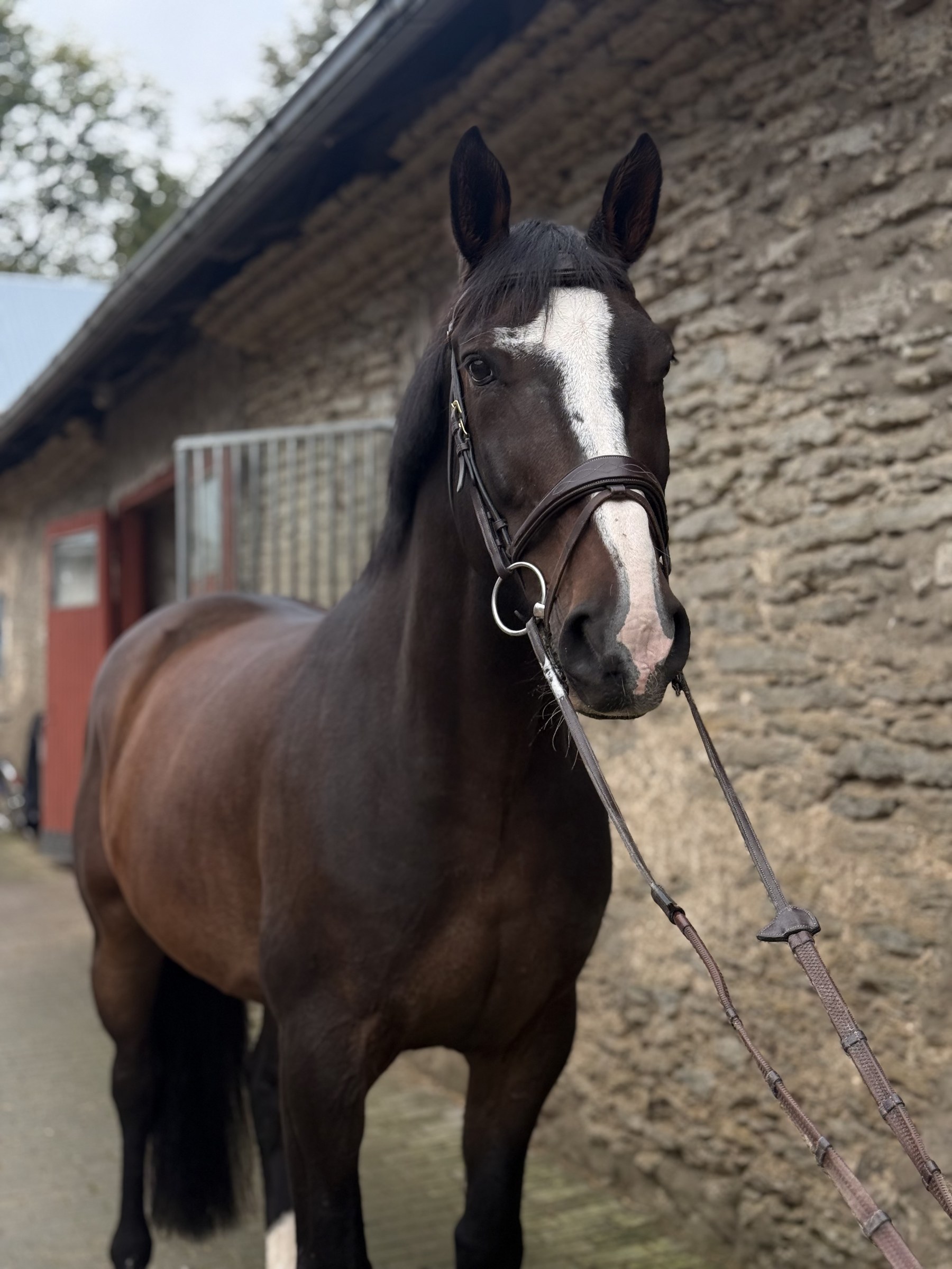 Dark bay gelding standing in the stable yard