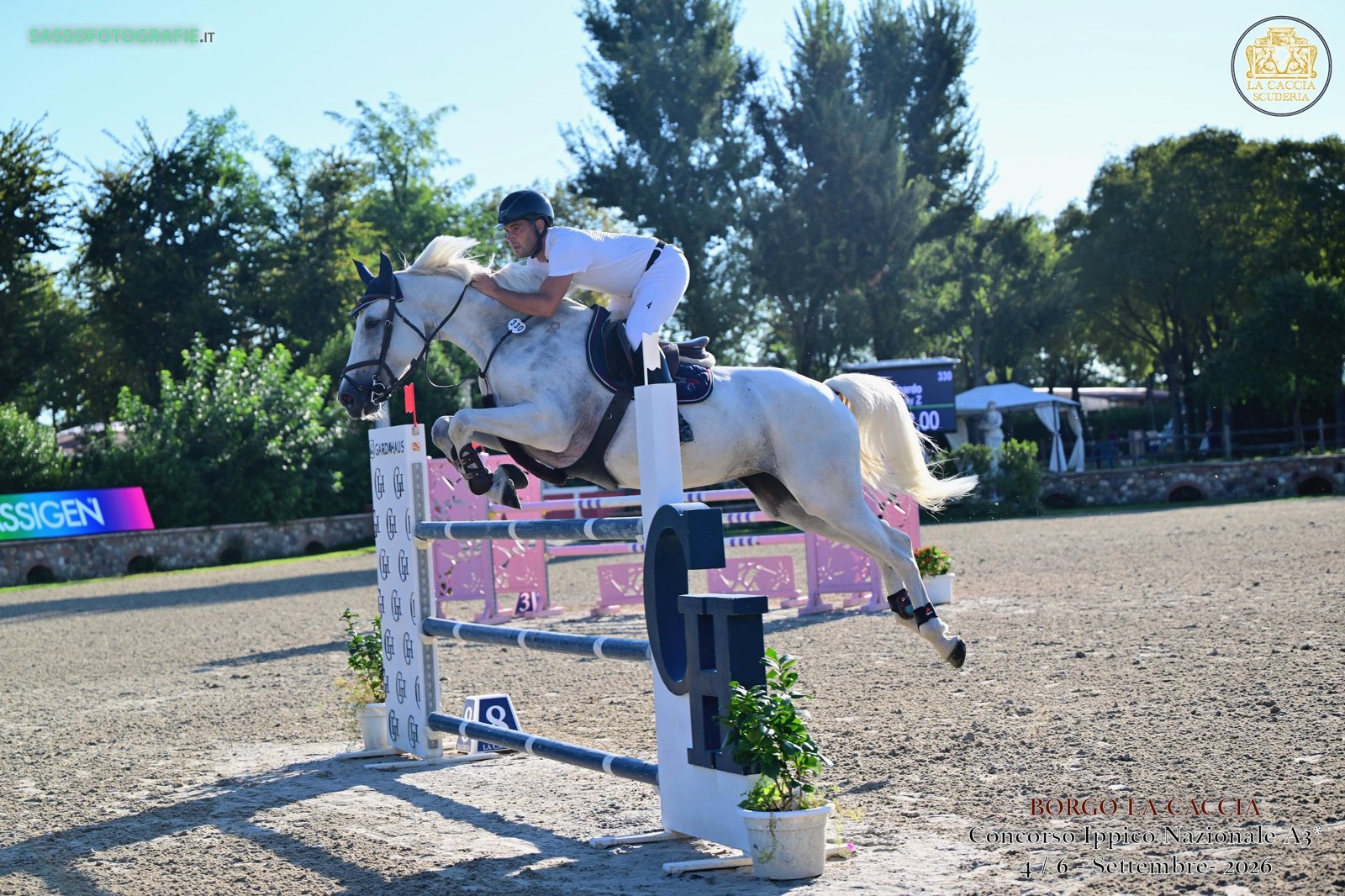 Grey Zangersheide mare jumping a vertical at a competition in Italy