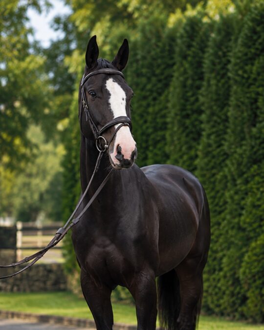 Dark bay 2021 Latvian Warmblood gelding standing square, seen from the front
