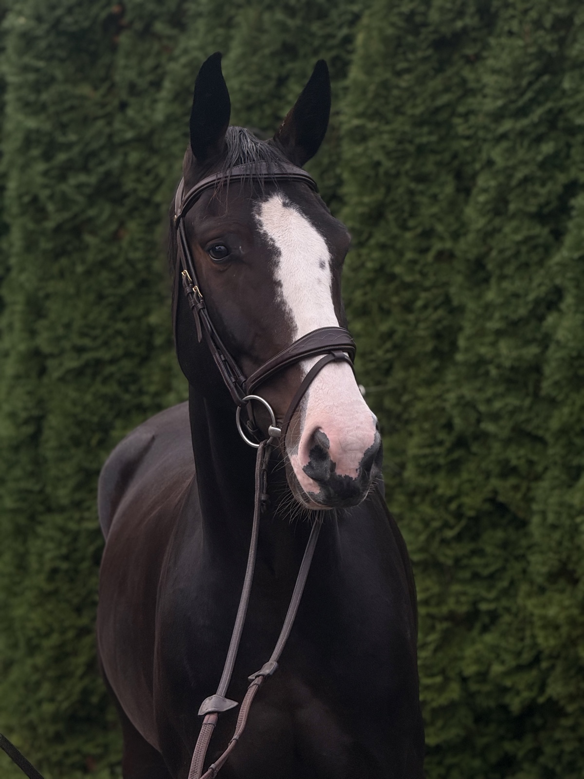 Head and neck study of a dark bay gelding with a wide white blaze