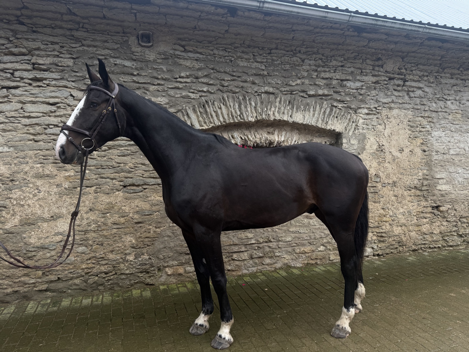 Five-year-old dark bay gelding standing in profile against a stone wall