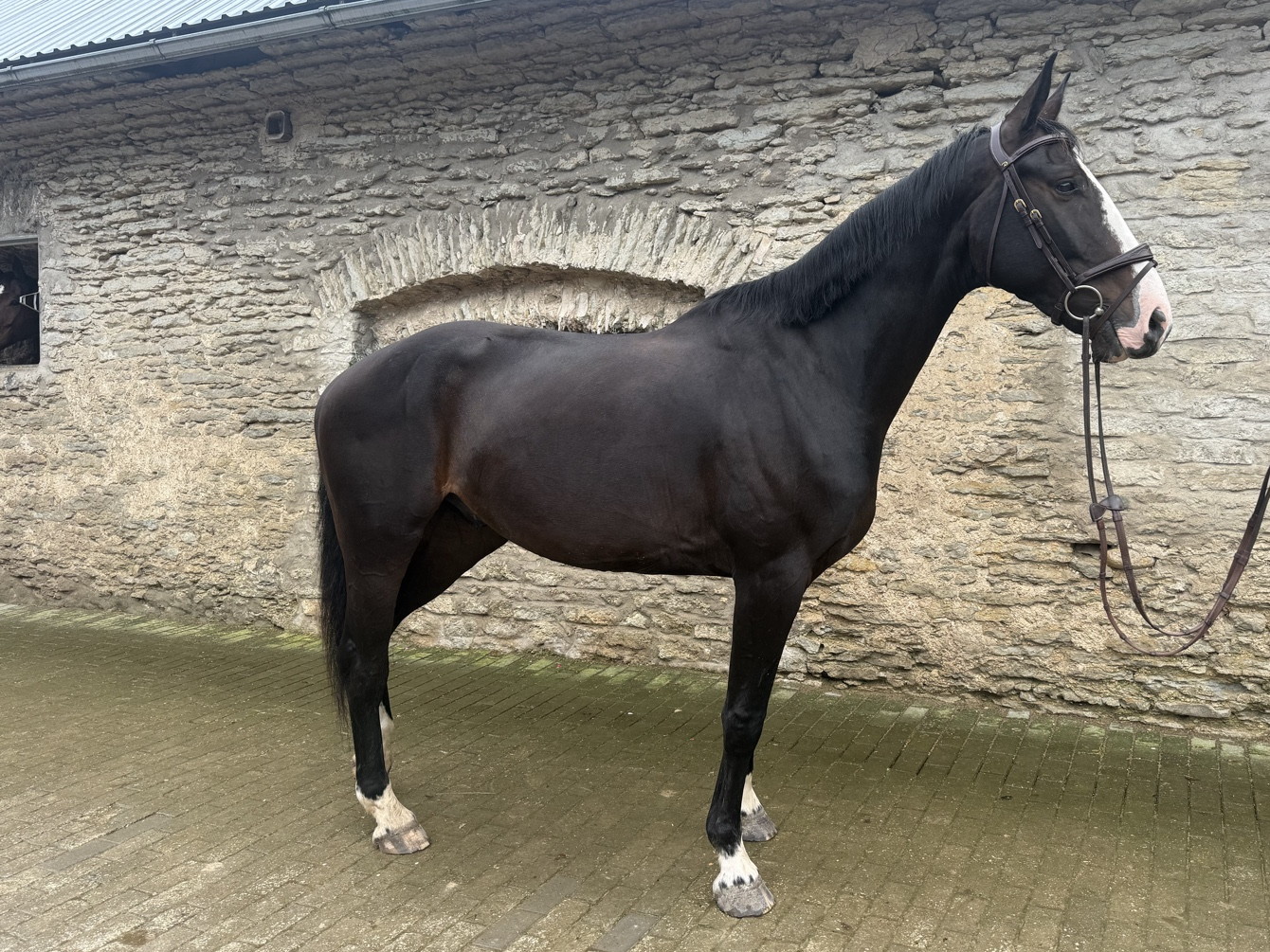 Dark bay young gelding led in hand in the yard