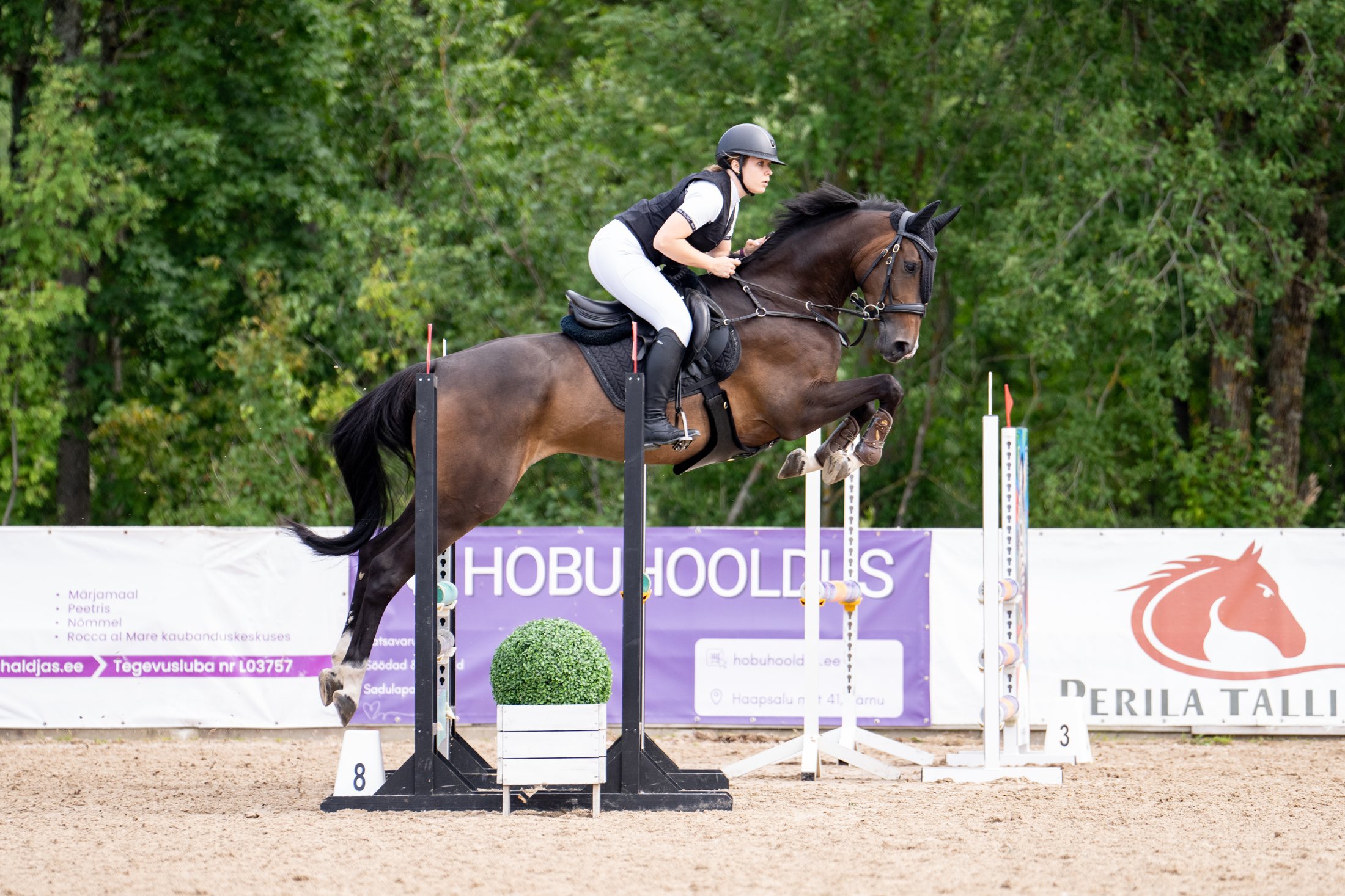 Jumping horse photographed in competition for a sales advert