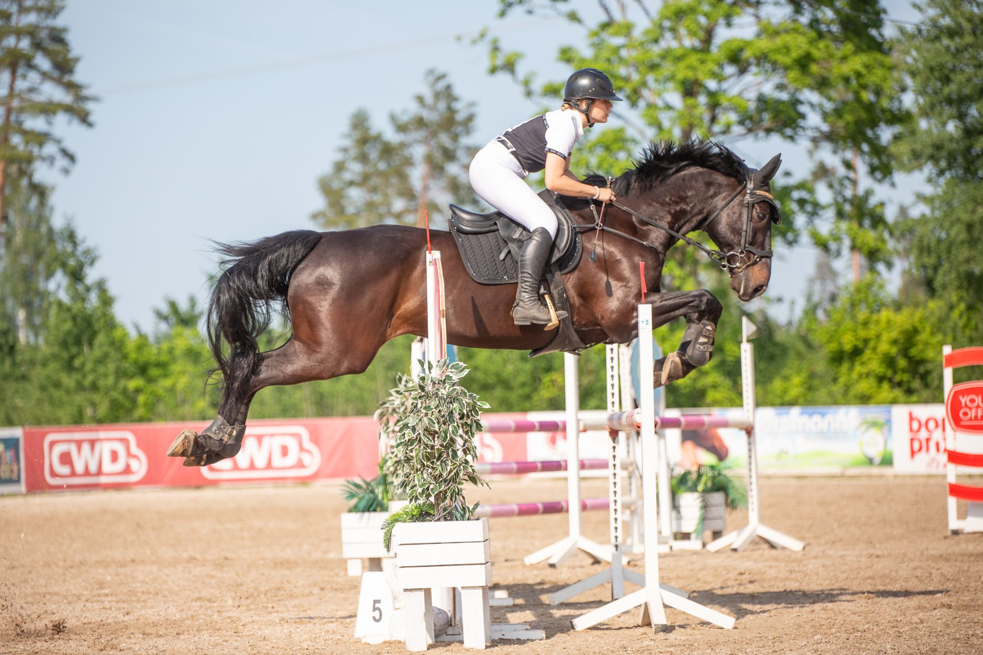 KWPN Horses: What the Papers Actually Tell a Buyer