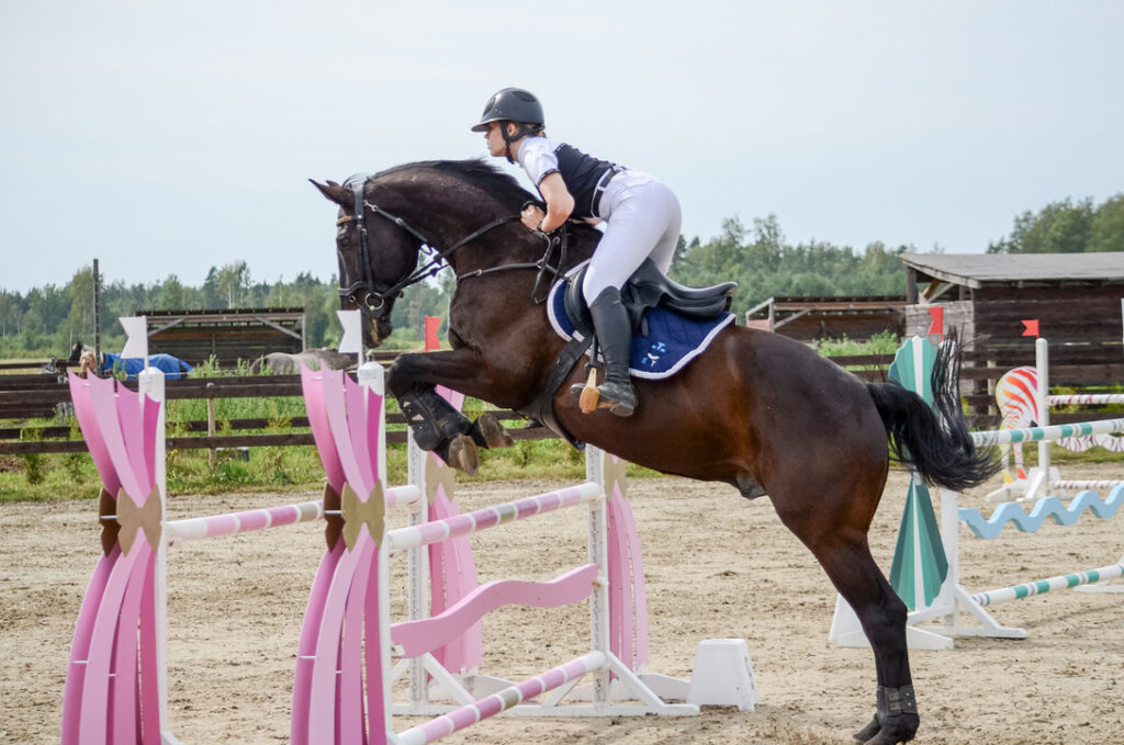 Dark bay KWPN horse jumping a pink vertical at an outdoor national show