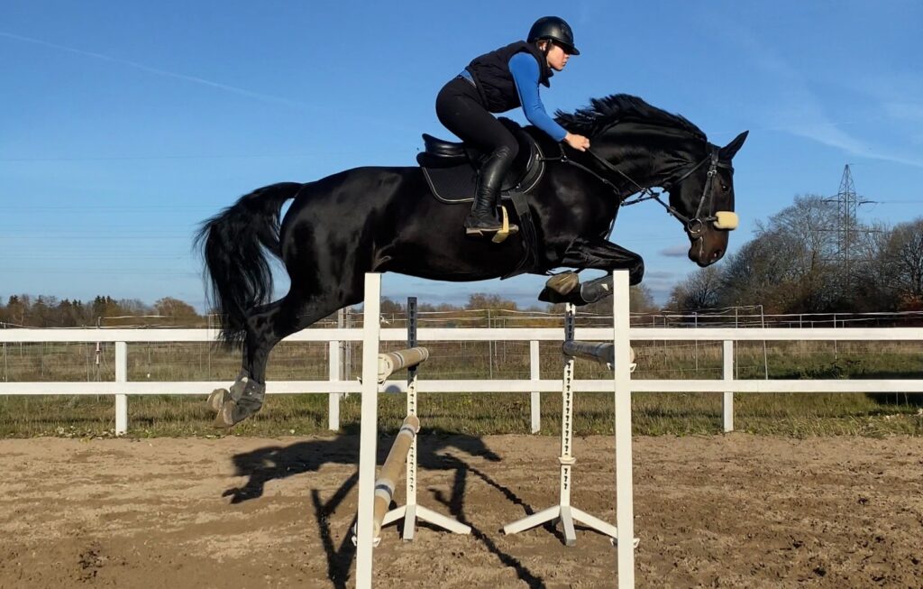 Dark bay KWPN horse jumping a vertical in a training arena under a clear blue sky