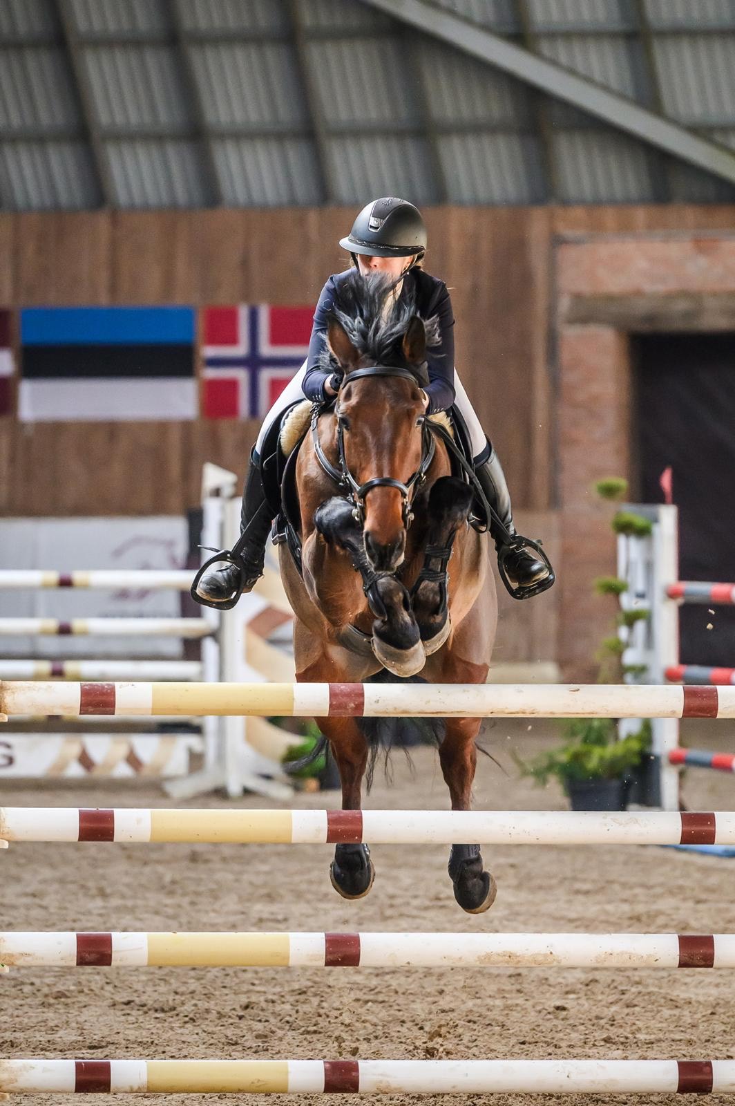 Bay KWPN gelding jumping a fence seen head on, both front legs tight and level
