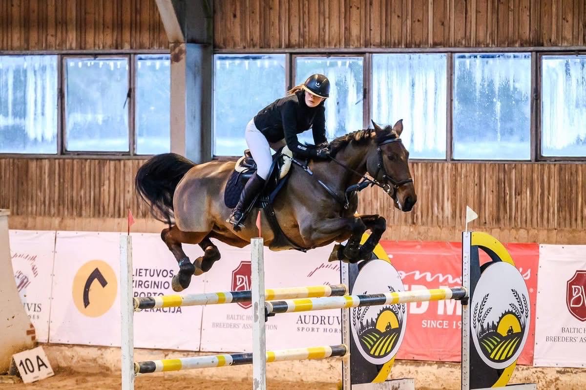 Bay KWPN gelding jumping a yellow and white oxer at an indoor show