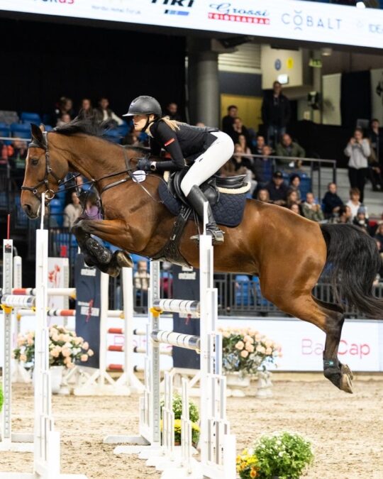Bay KWPN gelding jumping at an international indoor show in front of a full grandstand