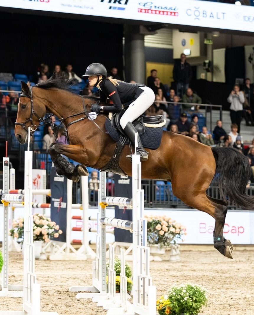 2015 KWPN Gelding, Bay, Placed 2nd at CSI2* 1.40m