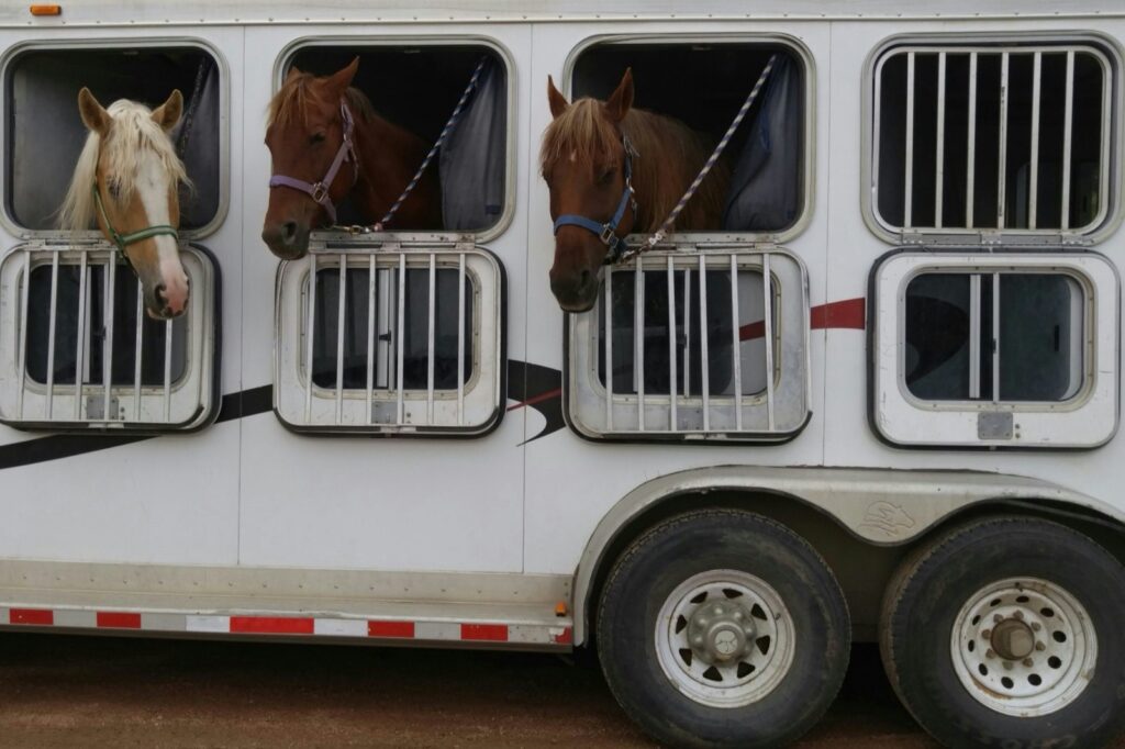 Towing a Horse Trailer in Europe: Licence, Car and the Rules